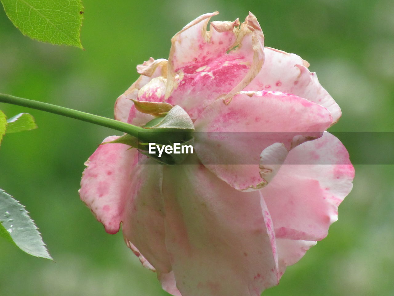 Close-up of a pink flower against blurred background