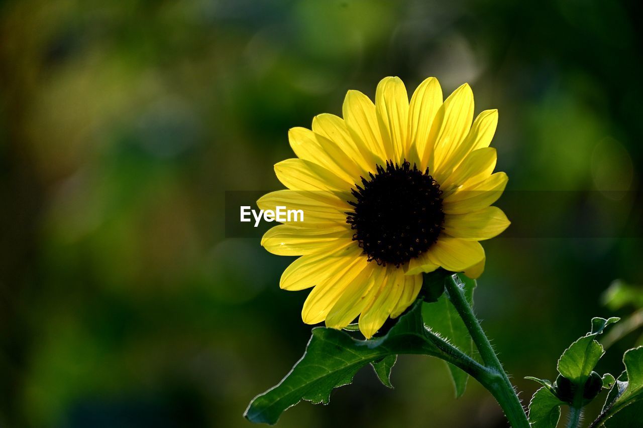 flower, flowering plant, plant, freshness, nature, yellow, beauty in nature, flower head, growth, inflorescence, petal, fragility, close-up, macro photography, green, sunflower, focus on foreground, summer, no people, landscape, sunlight, outdoors, field, springtime, botany, pollen, wildflower, environment, plant stem, rural scene, plant part, land, leaf, blossom, day, selective focus, multi colored, sky, vibrant color