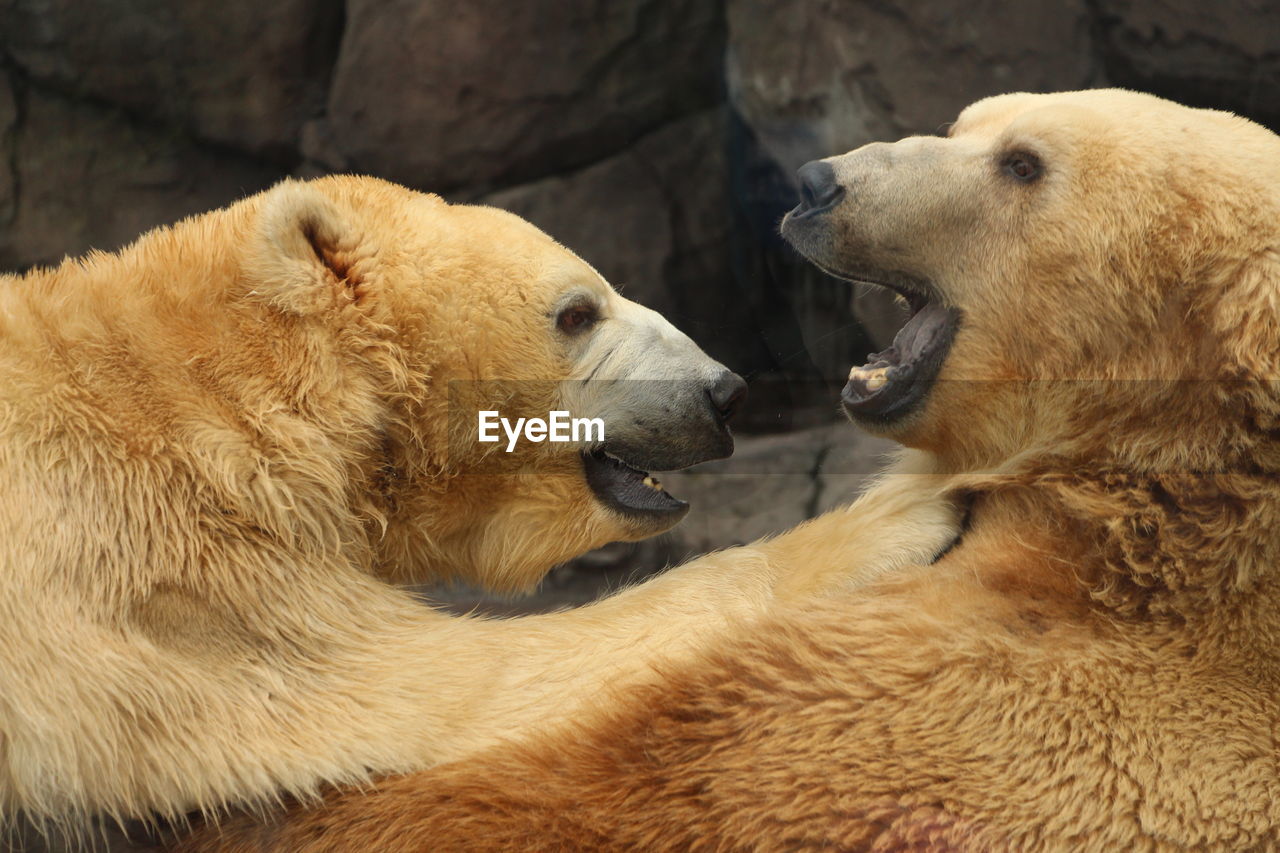 Close-up of polar bears at zoo