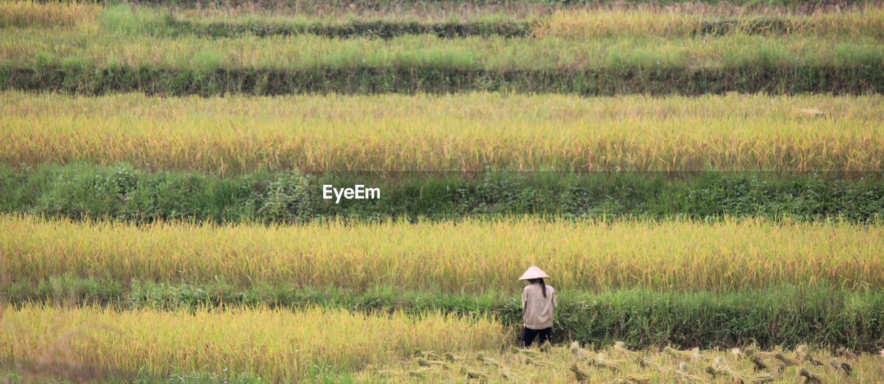 A farmer working in the rice terraces fields of northern vietnam, in the mountains. 