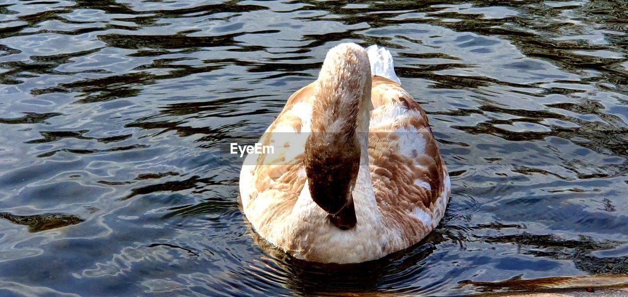 HIGH ANGLE VIEW OF A SWAN IN LAKE