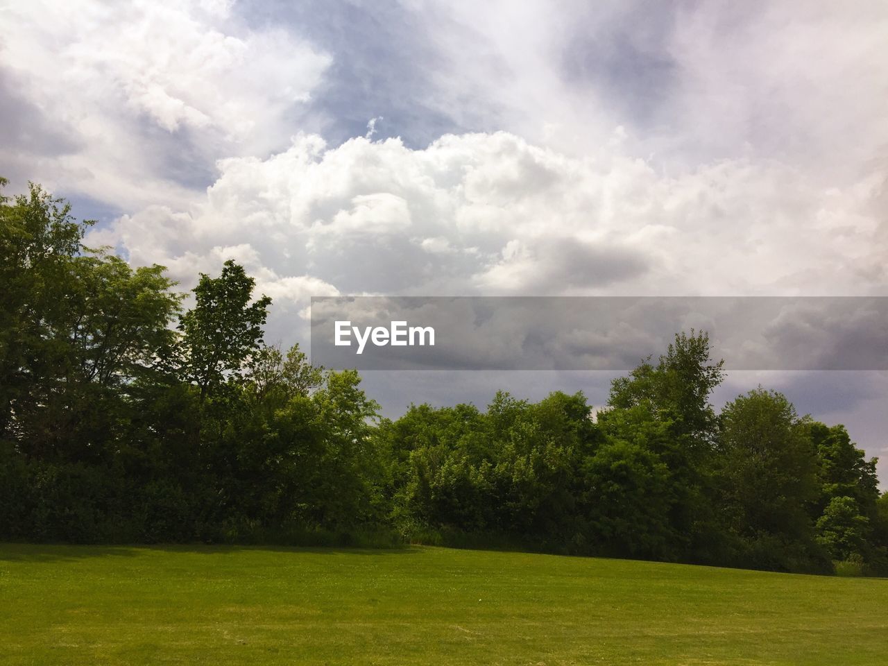 TREES ON GRASSY FIELD AGAINST CLOUDY SKY