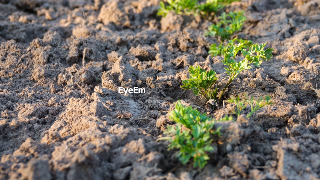 HIGH ANGLE VIEW OF SMALL PLANTS ON FIELD