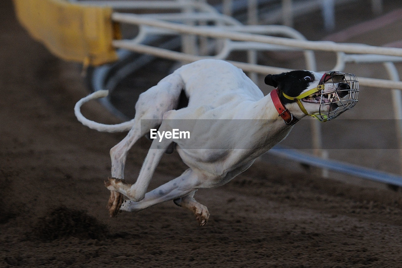 Close-up of dog running