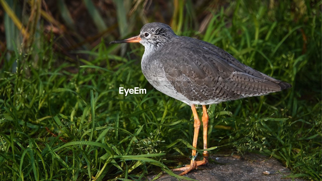 Close-up of bird perching on grass