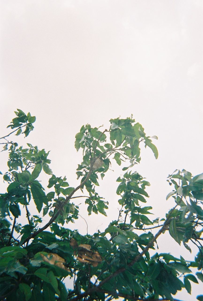LOW ANGLE VIEW OF PLANTS AGAINST SKY