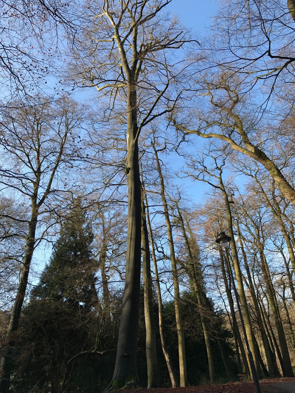 LOW ANGLE VIEW OF TREE AGAINST THE SKY