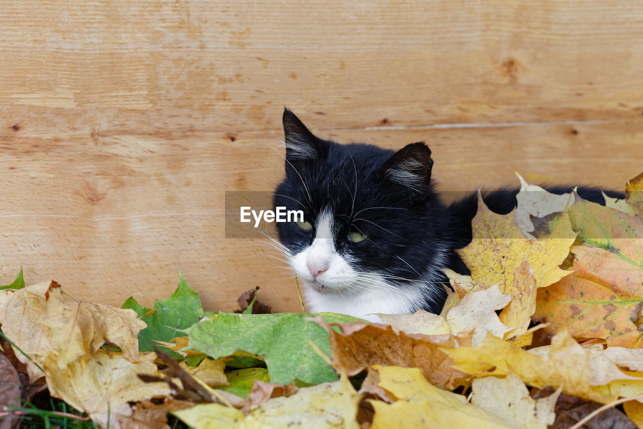 Black and white cat covered with autumn leaves over wooden board background