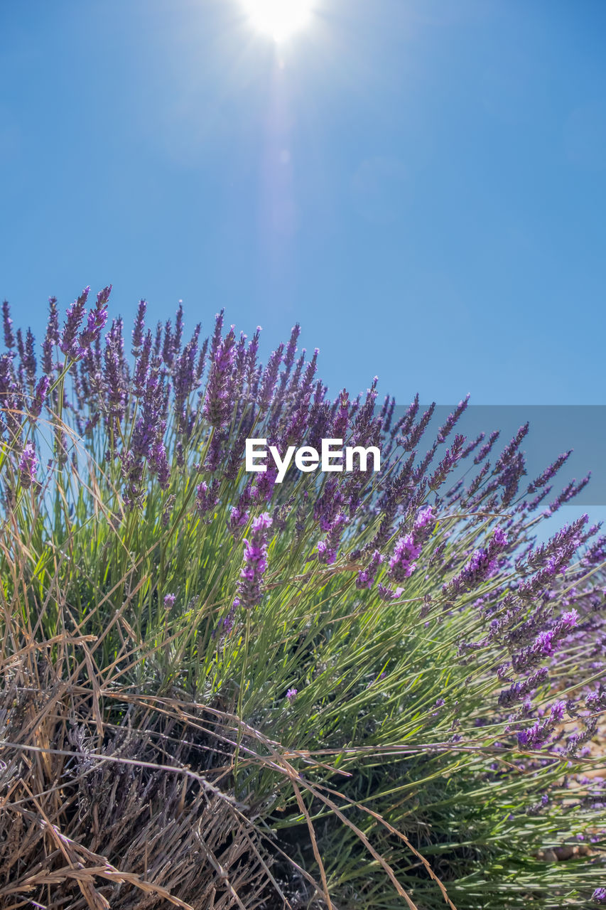 Low angle view of purple flowering plants against sky