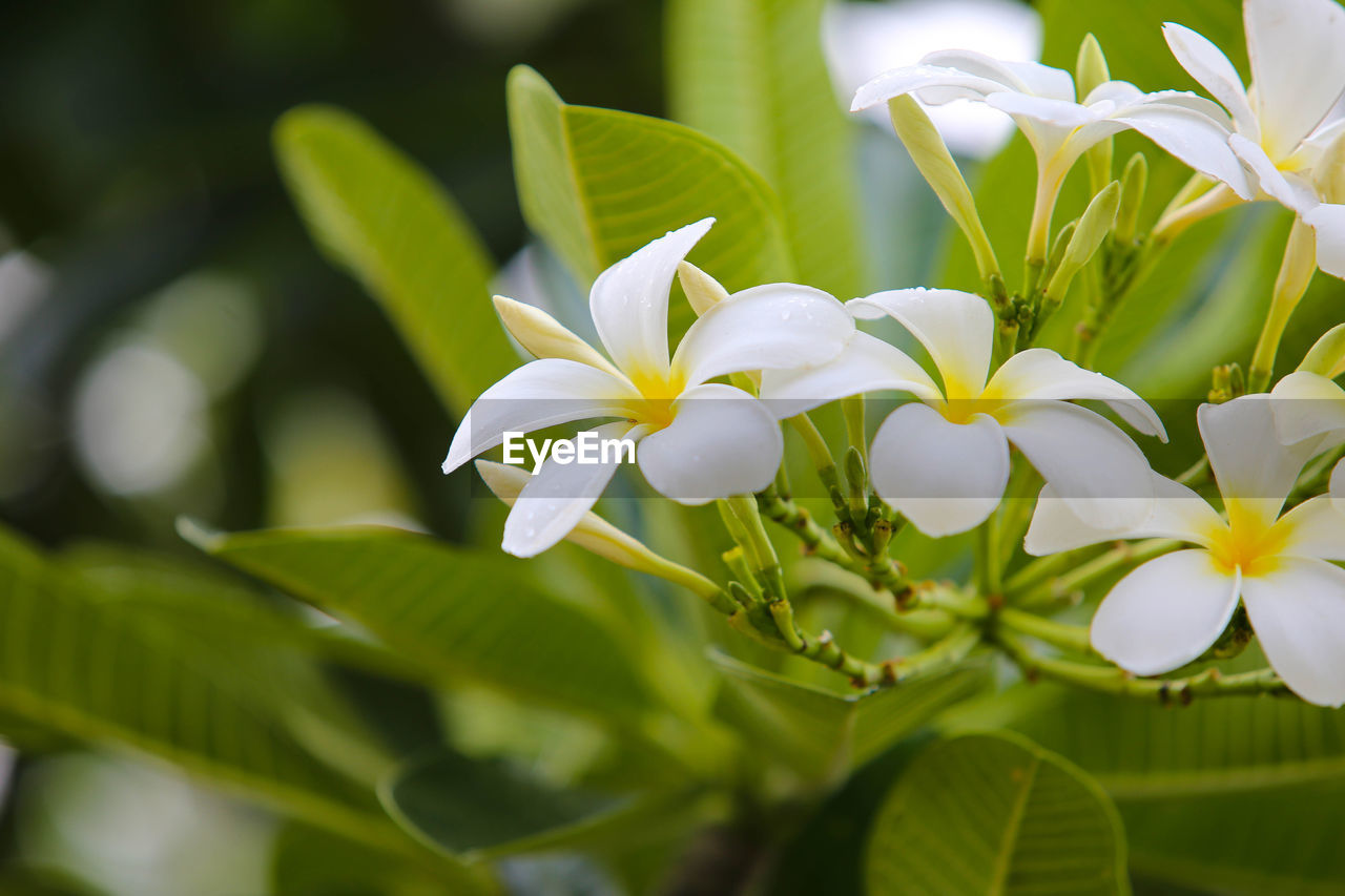 CLOSE-UP OF WHITE FRANGIPANI FLOWERS