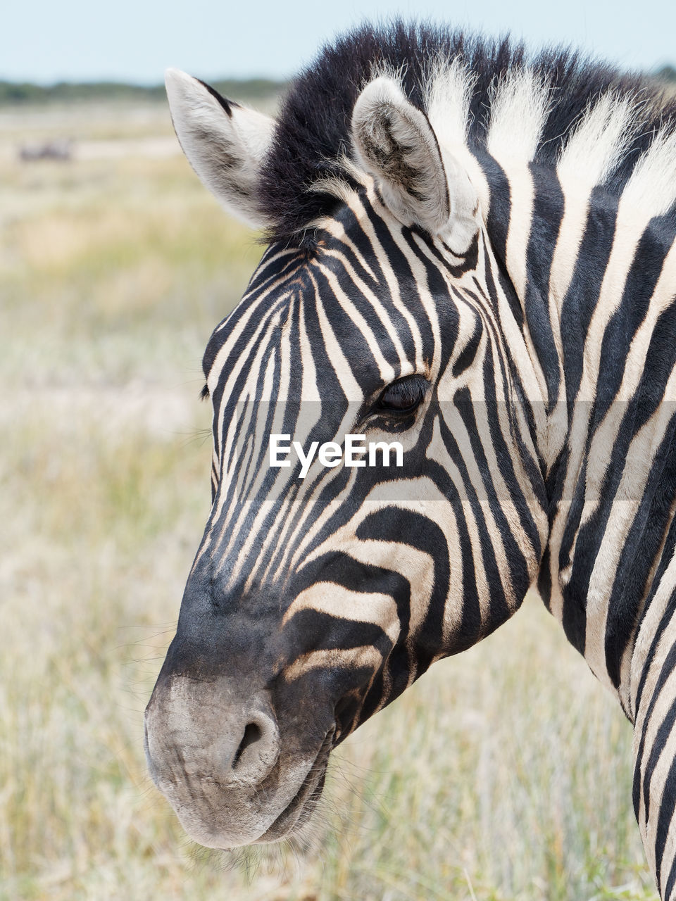 CLOSE-UP OF A HORSE