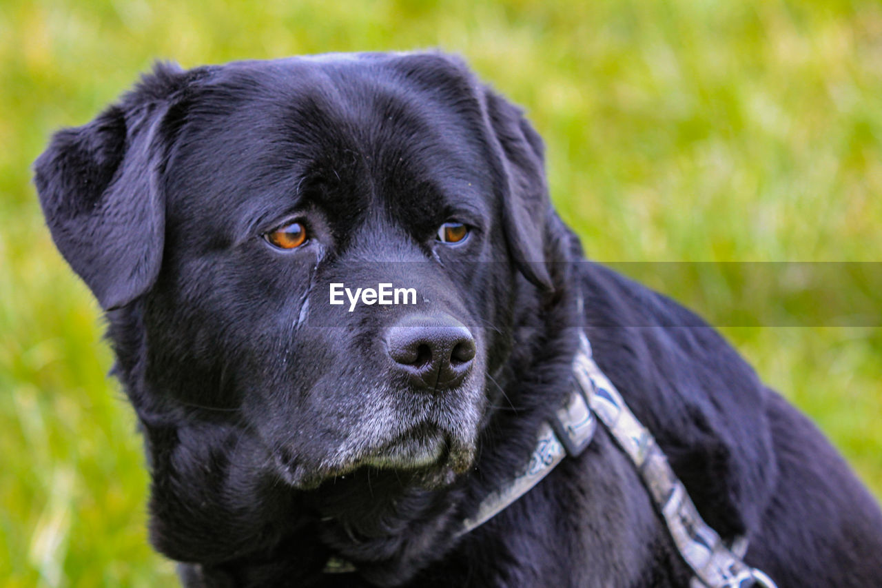 Close-up portrait of dog