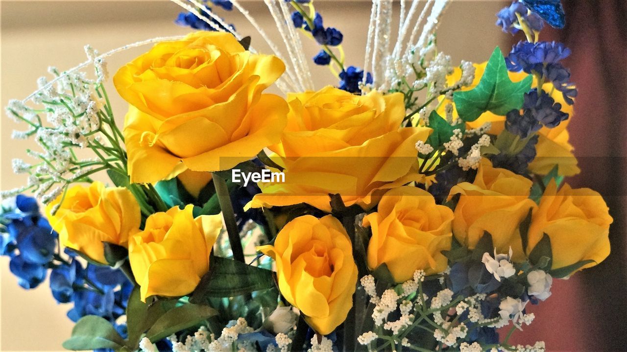 CLOSE-UP OF MULTI COLORED FLOWER