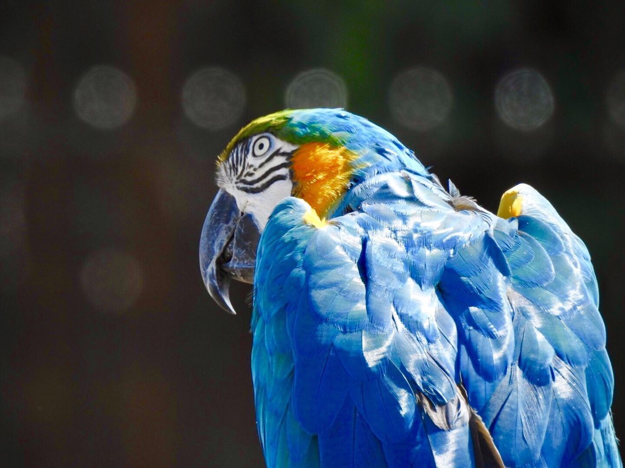 CLOSE-UP OF BLUE PARROT PERCHING ON COLORFUL OUTDOORS