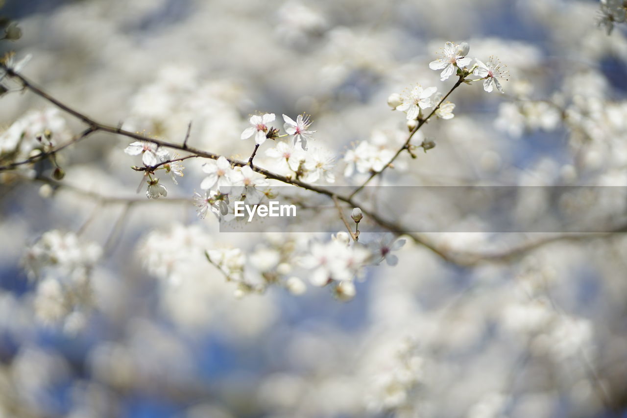 Close up of white delicate wild cherry blossom