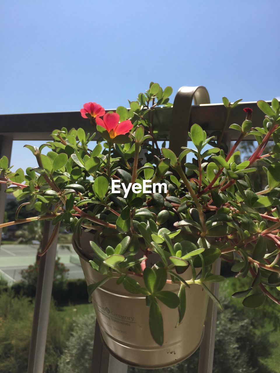 CLOSE-UP OF POTTED PLANTS