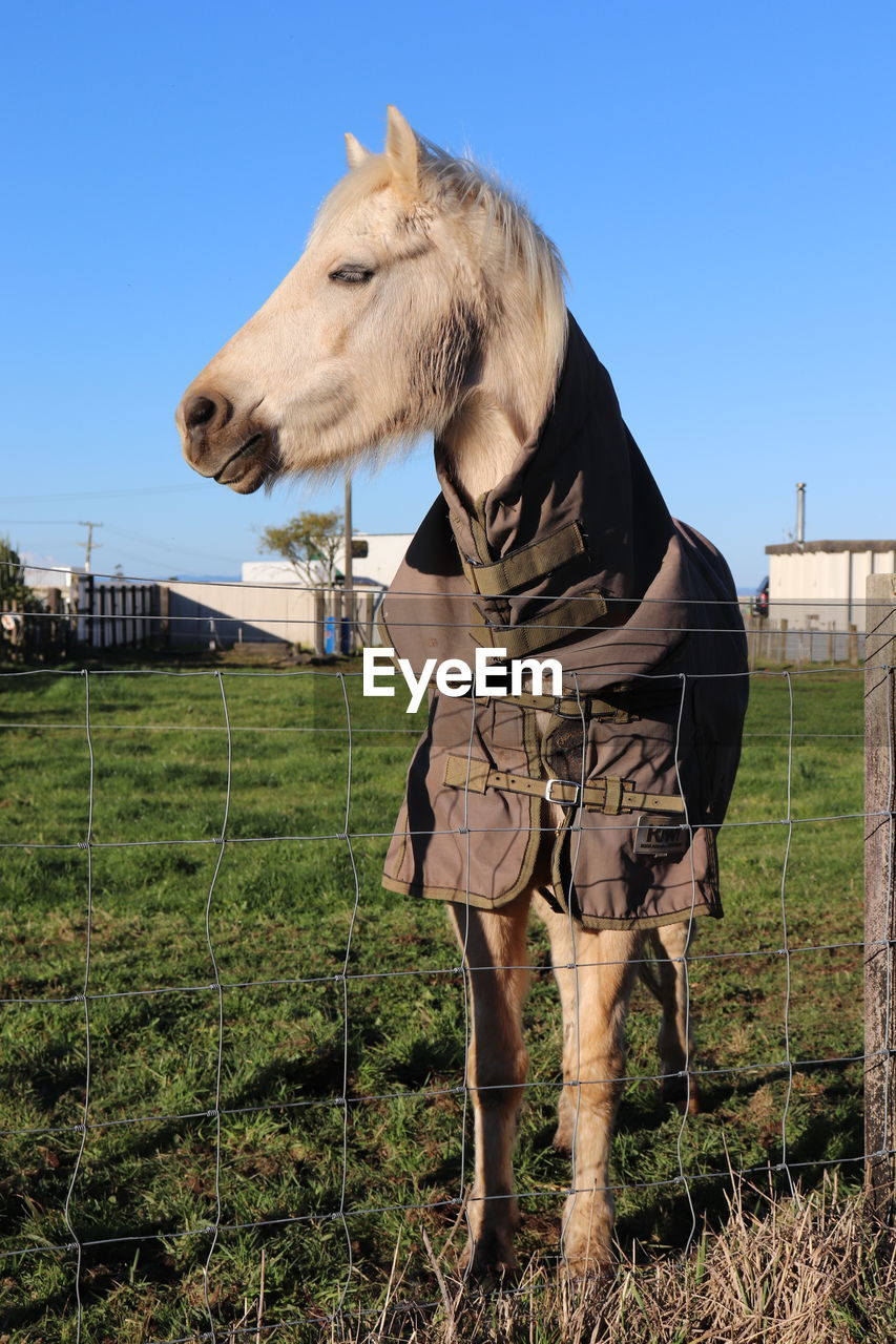 HORSE STANDING IN FIELD