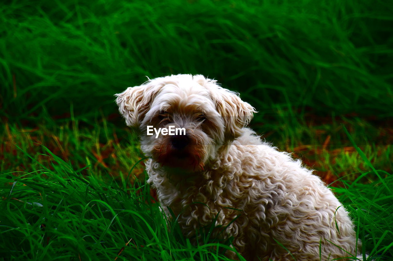 PORTRAIT OF DOG ON ROCK