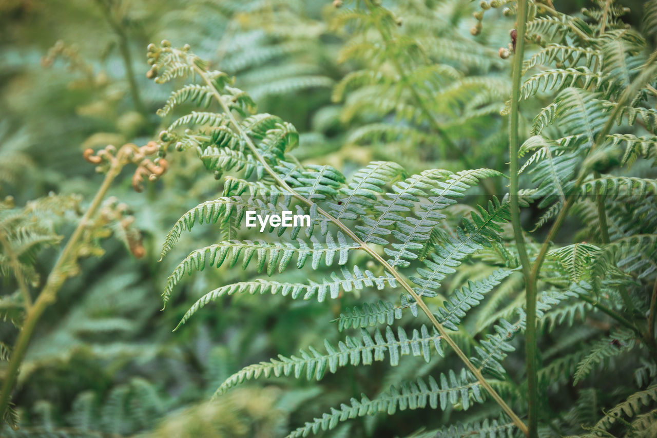 CLOSE-UP OF FERN LEAF