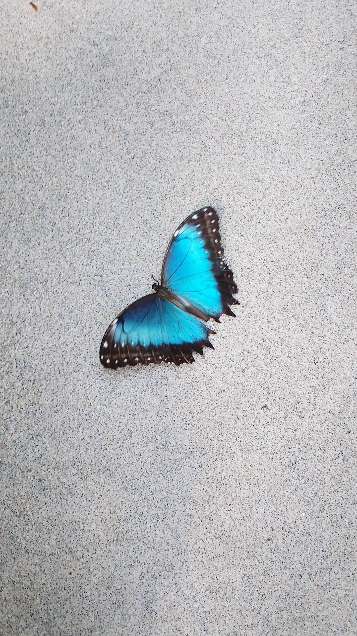 HIGH ANGLE VIEW OF BLUE SHELL ON SAND ON BEACH