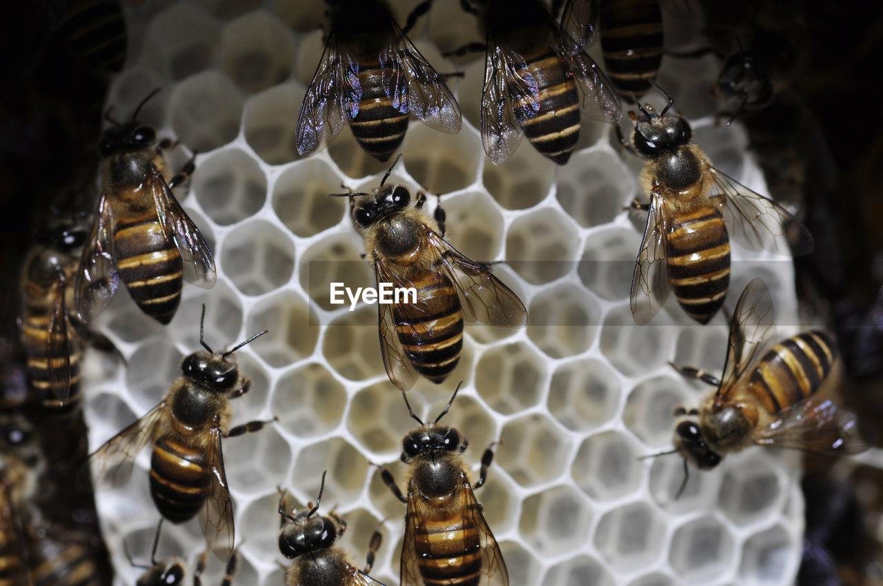 HIGH ANGLE VIEW OF BEE ON WATER