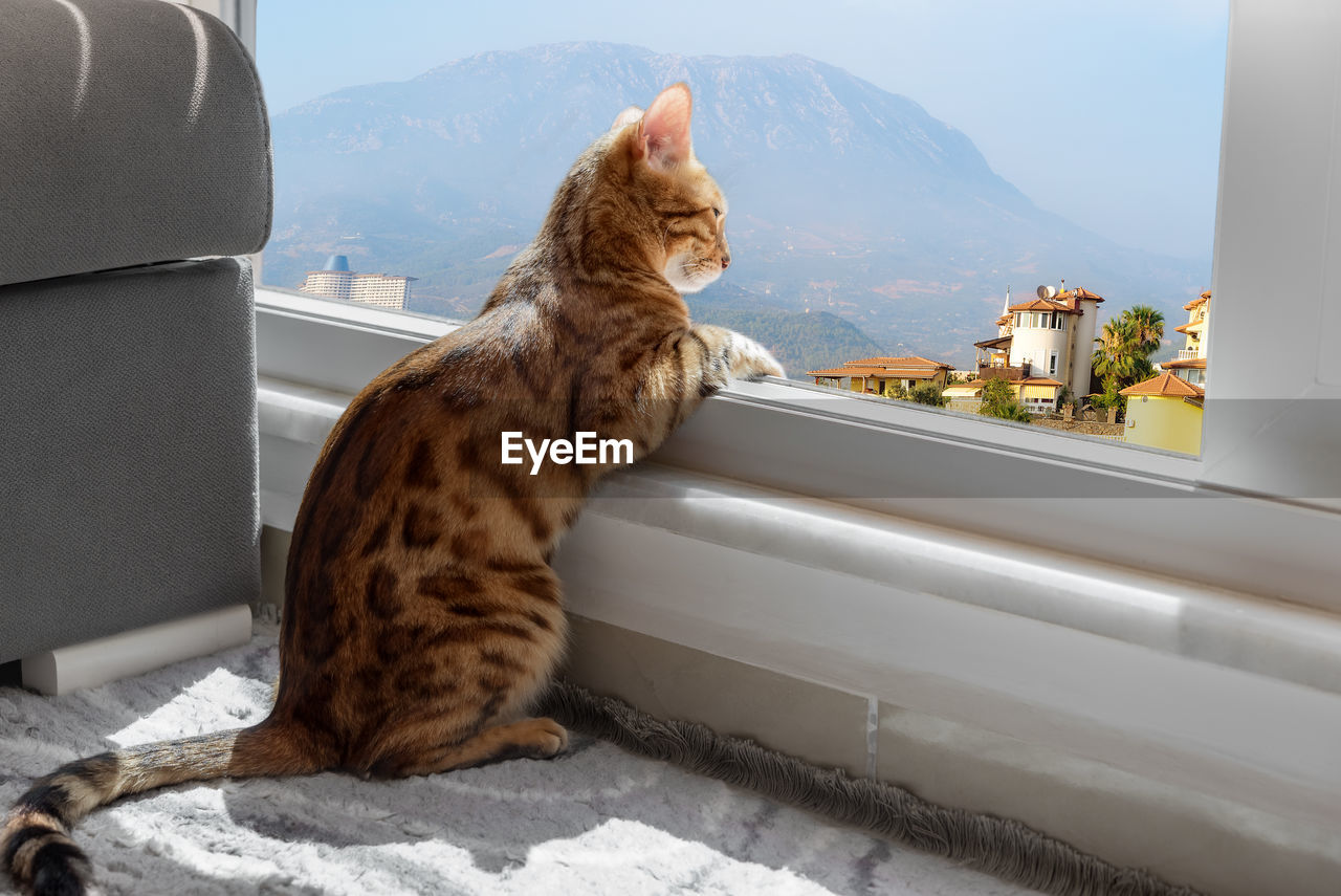 Bengal cat sits by the window and looks at the mountain landscape. lonely evening, waiting.