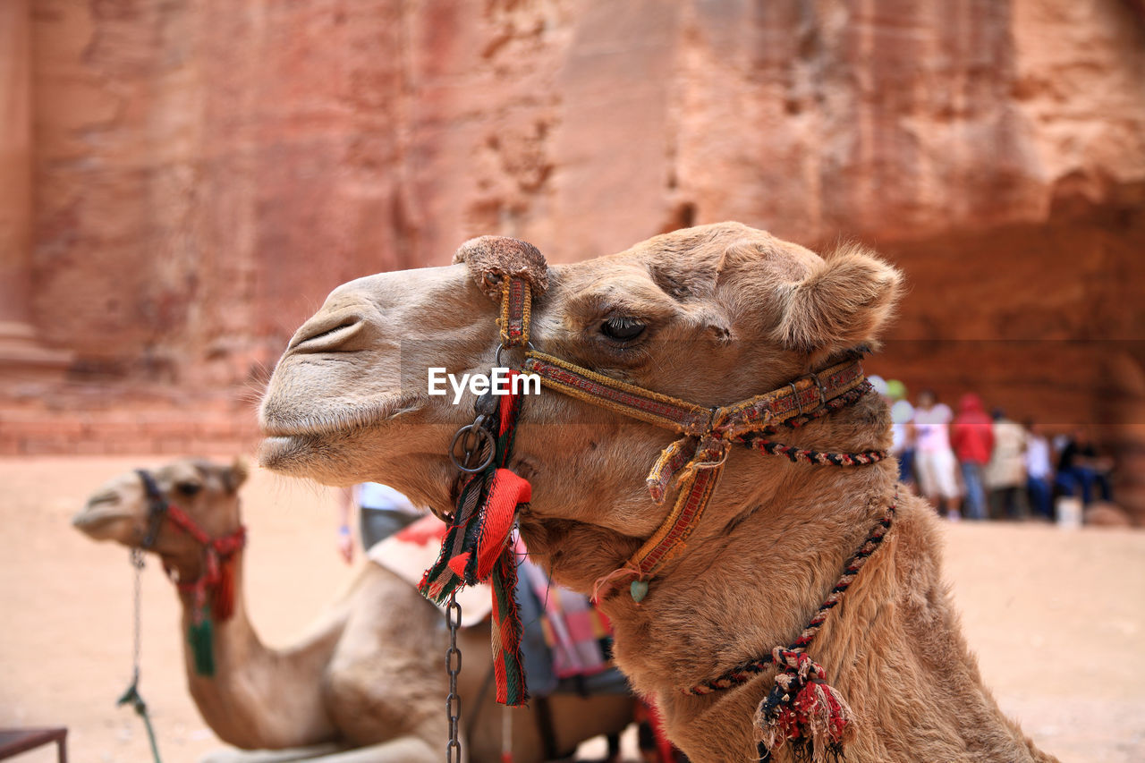 Close-up of camel