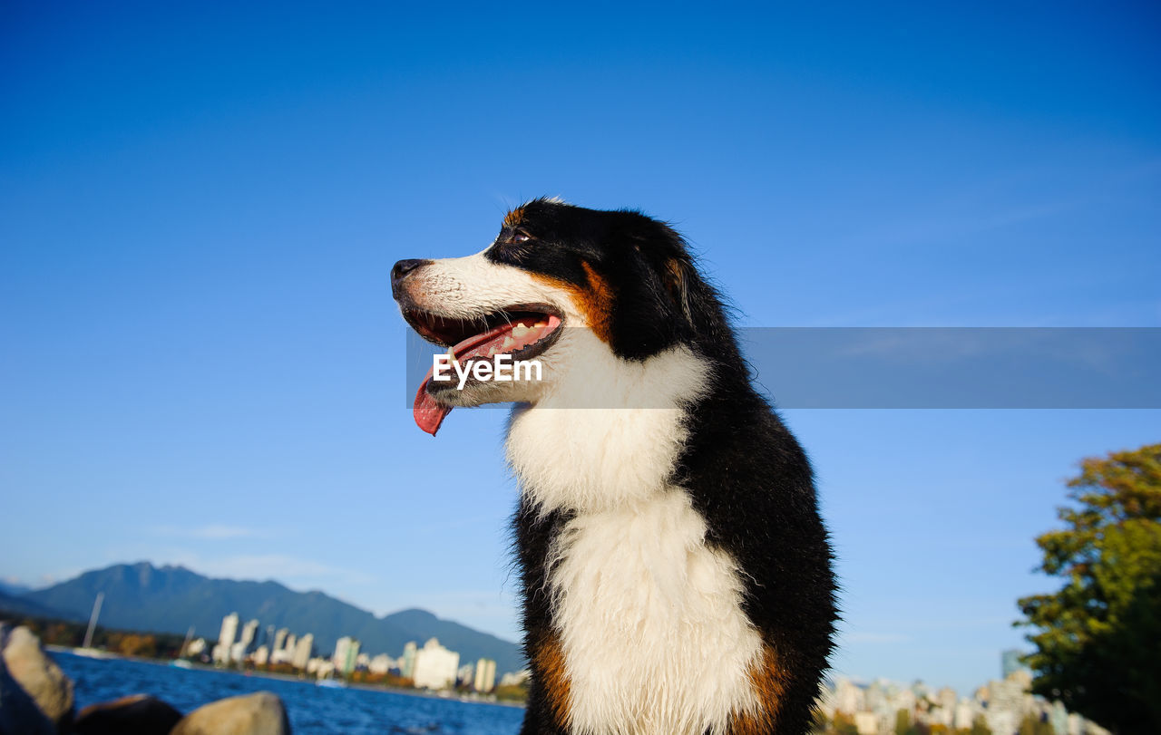 Low angle view of dog looking away against sky