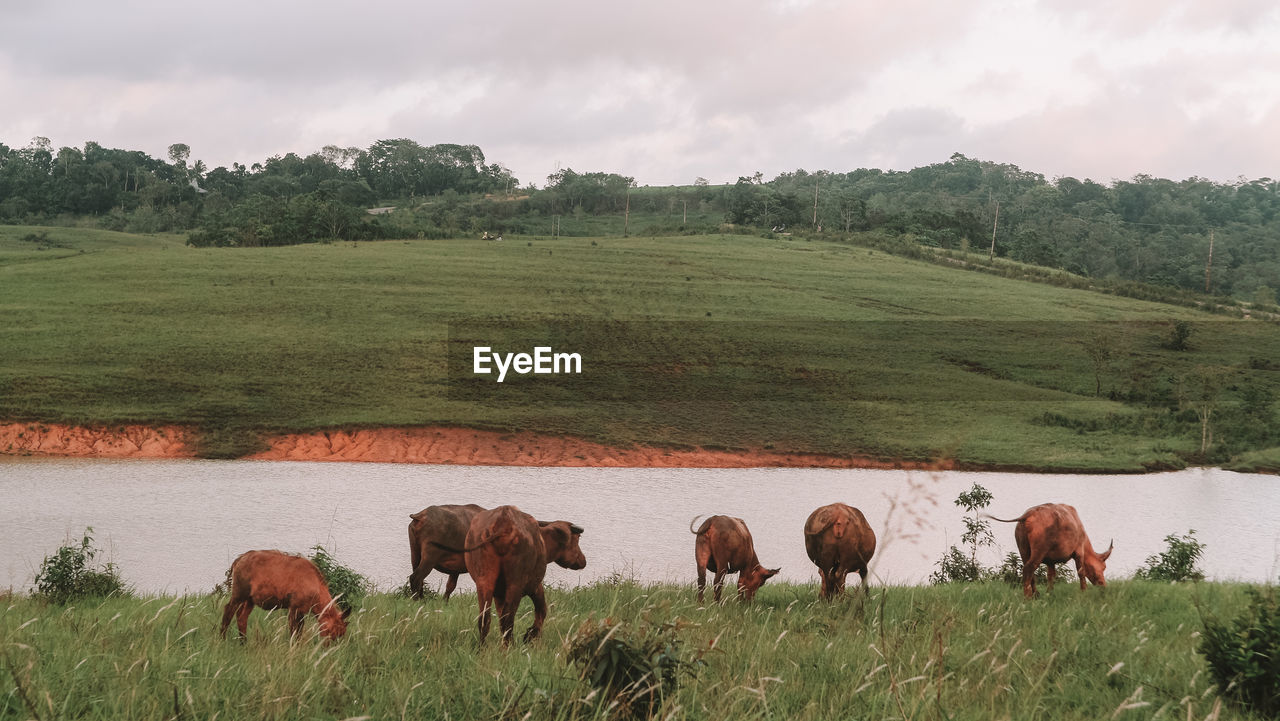 Buffalos grazing in a field