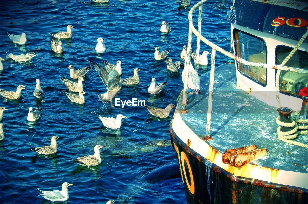 High angle view of seagulls swimming in sea by fishing boat