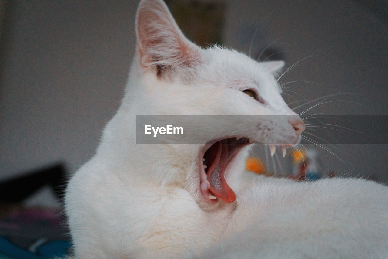 CLOSE-UP OF A WHITE CAT YAWNING