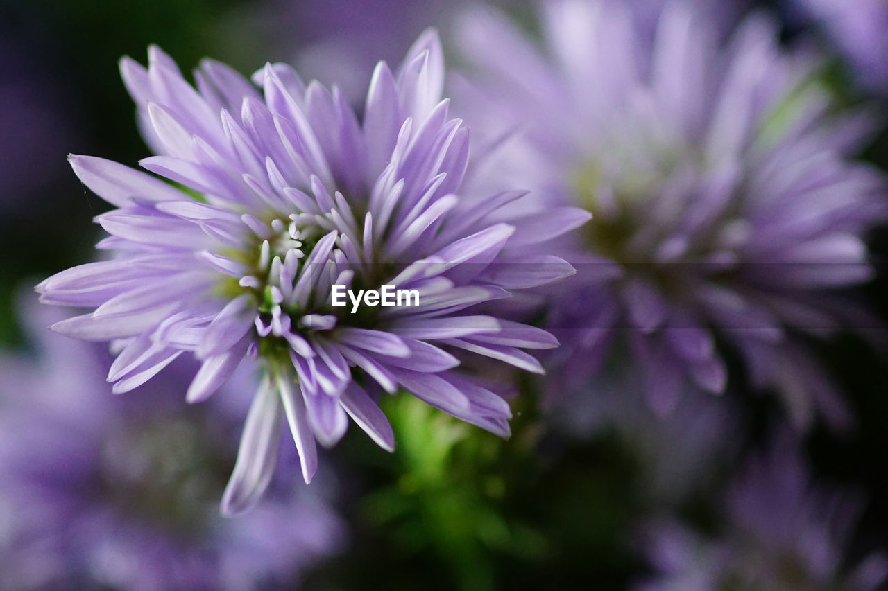 Close-up of purple flowering plant