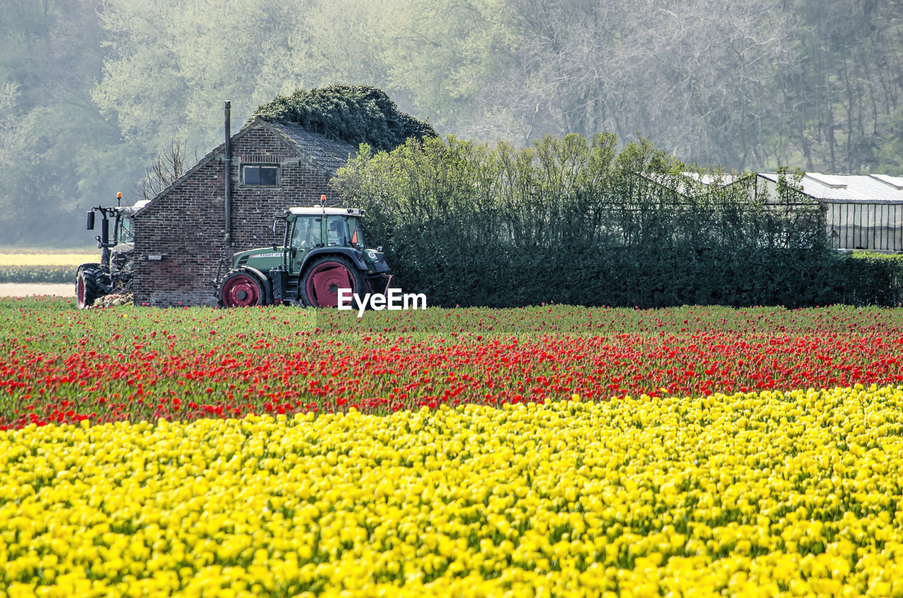 VIEW OF FLOWERING PLANTS GROWING ON FIELD BY LAND