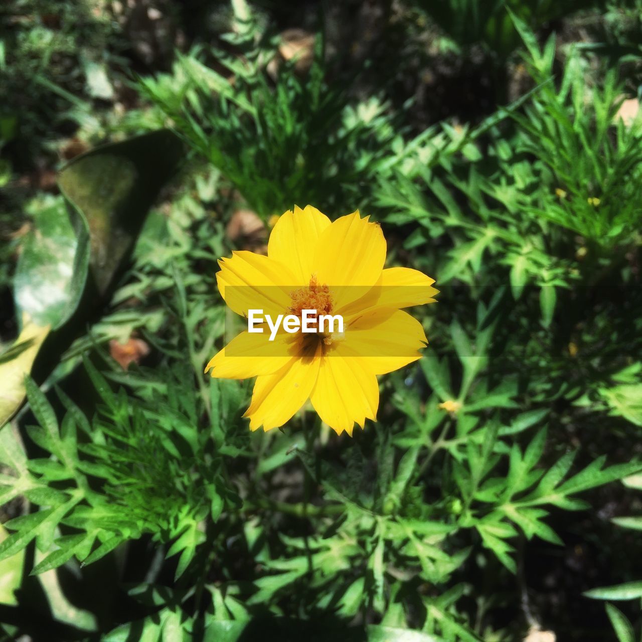 CLOSE-UP OF YELLOW FLOWERS BLOOMING