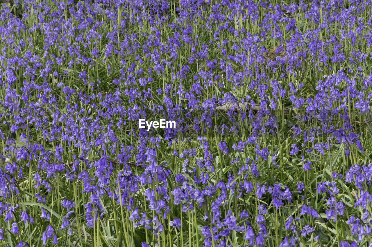 Dense patch of bluebell flowers