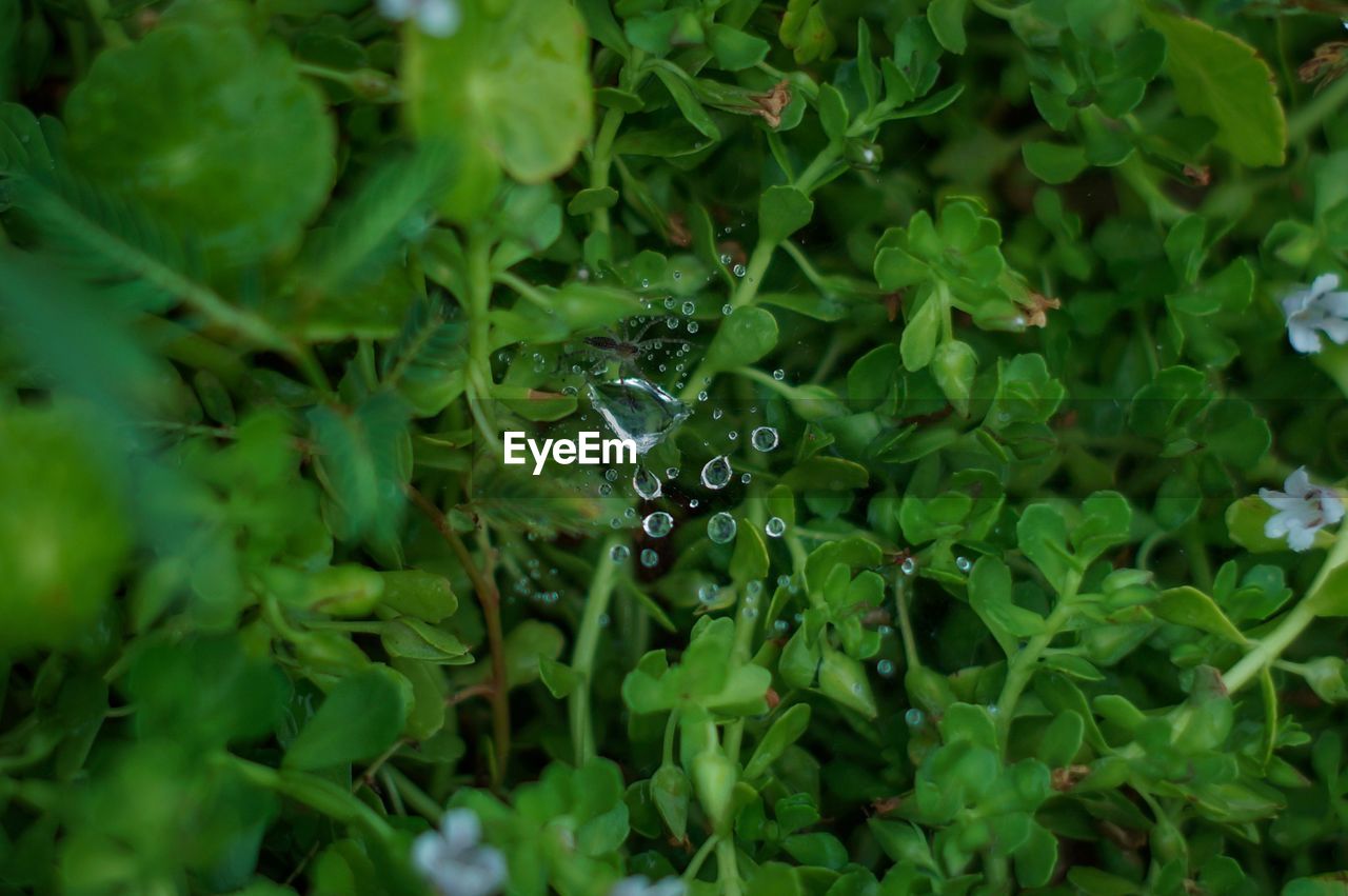 CLOSE-UP OF WATER DROPS ON PLANT