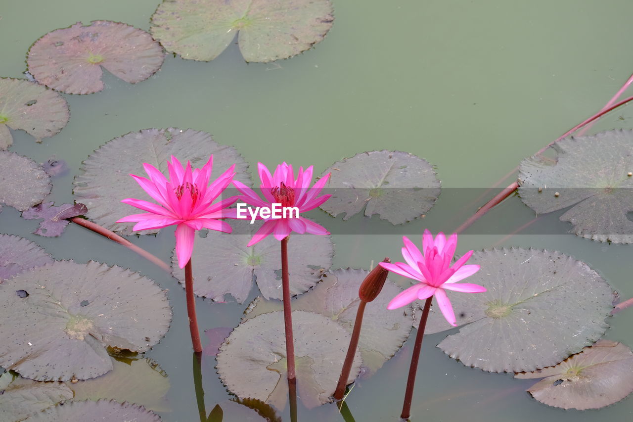 PINK WATER LILIES IN LAKE