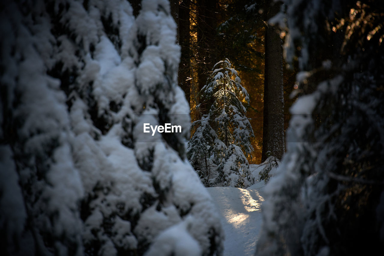 snow, winter, darkness, tree, cold temperature, nature, no people, plant, beauty in nature, night, outdoors, light, land, freezing, illuminated, scenics - nature, tranquility