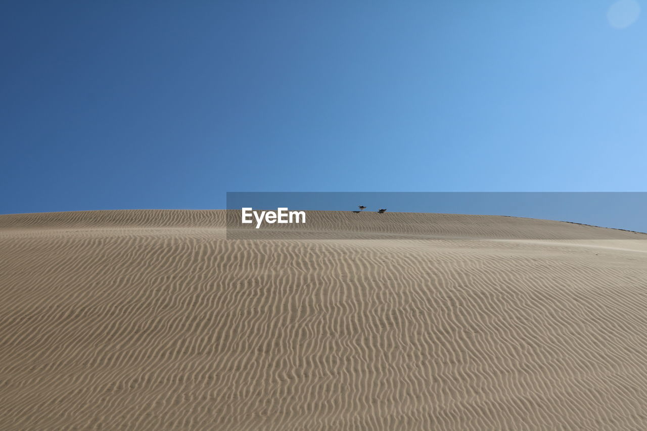 Namib desert against clear sky