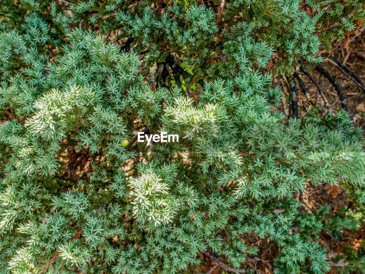 FULL FRAME SHOT OF TREES