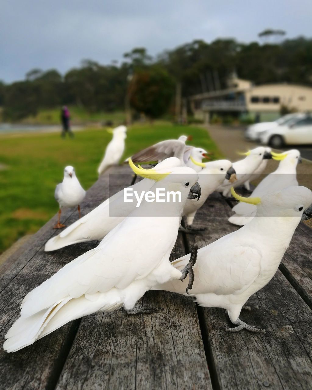 CLOSE-UP OF BIRDS PERCHING ON WOOD AGAINST TREES