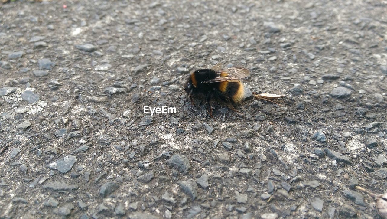 Close-up of bumblebee on street