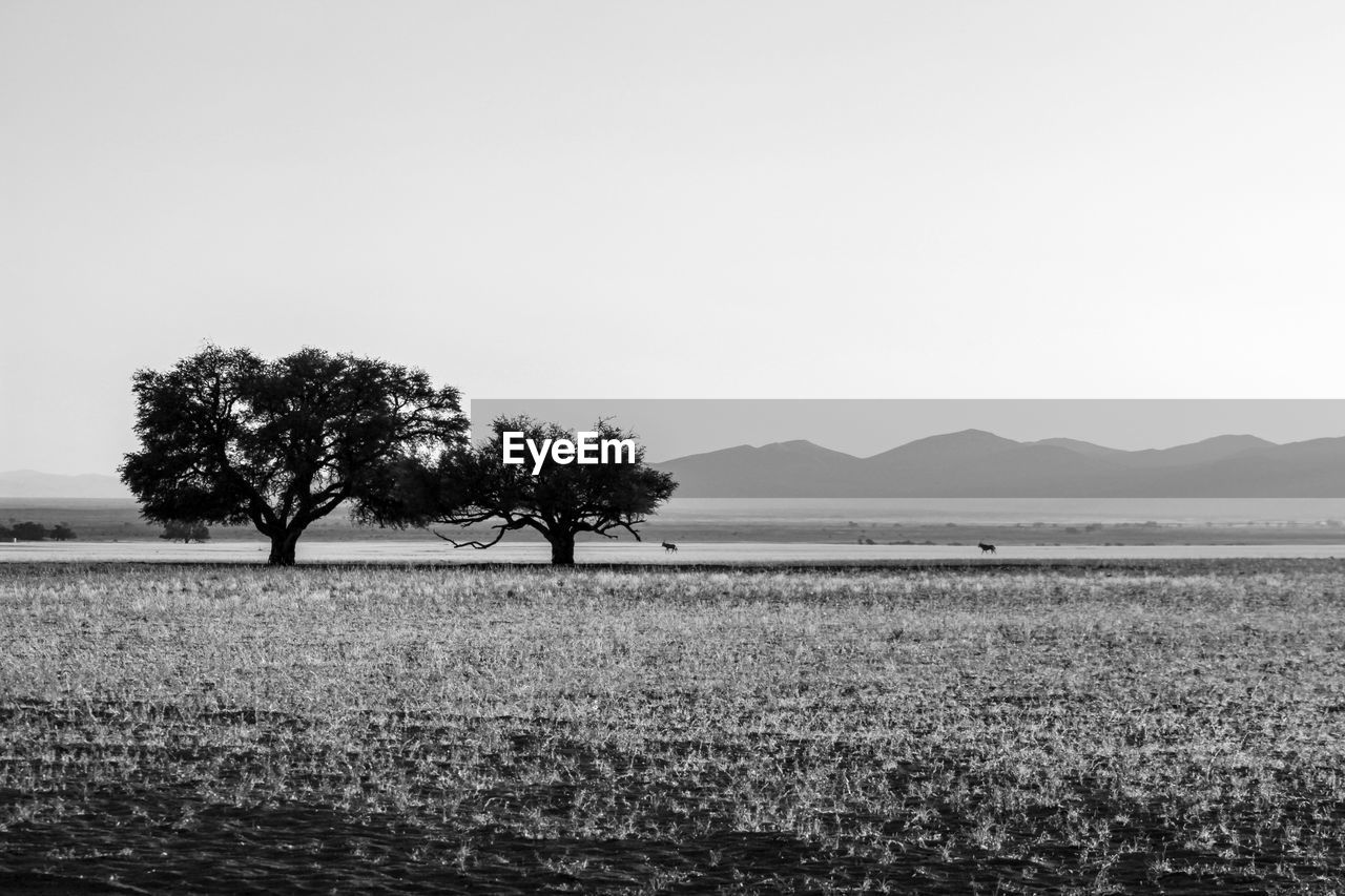 Trees on field against clear sky