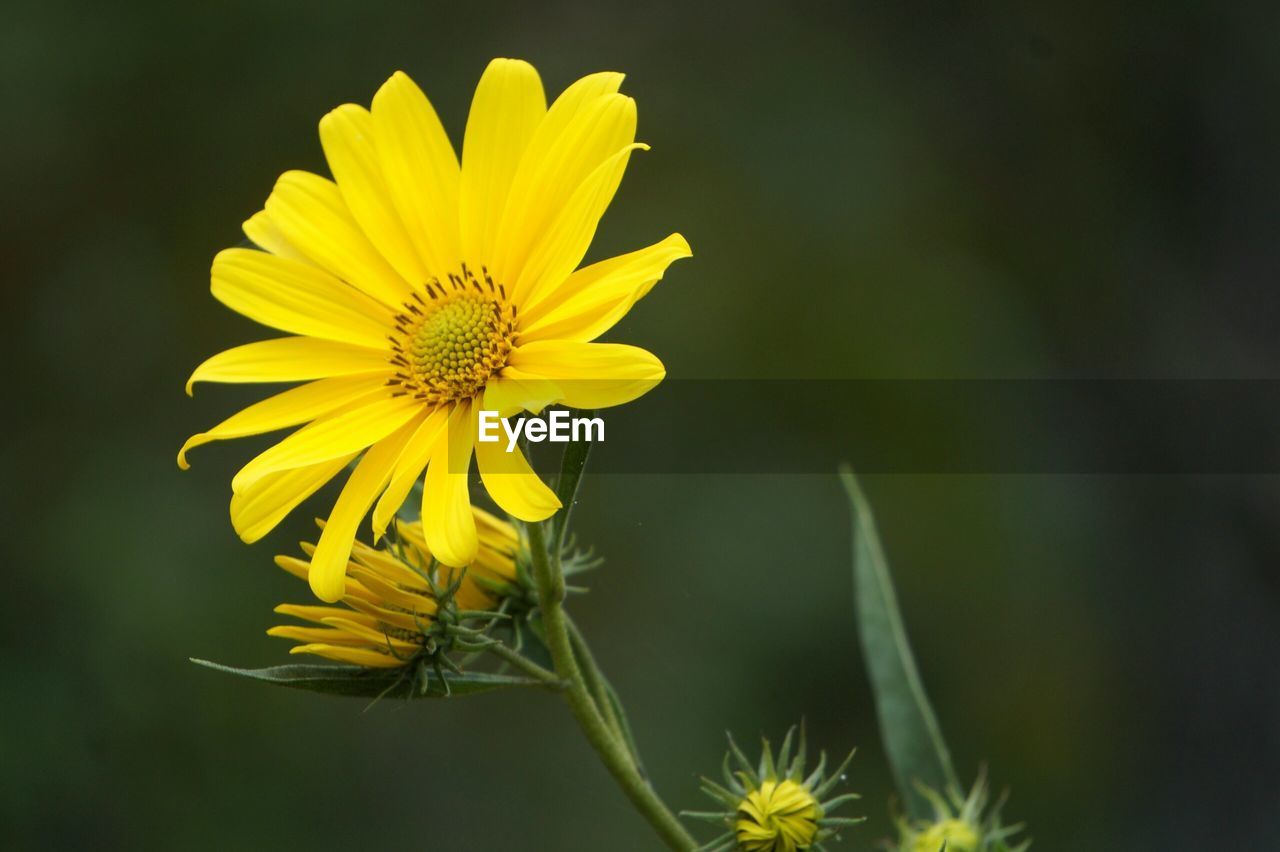 Close-up of yellow daisy blooming outdoors