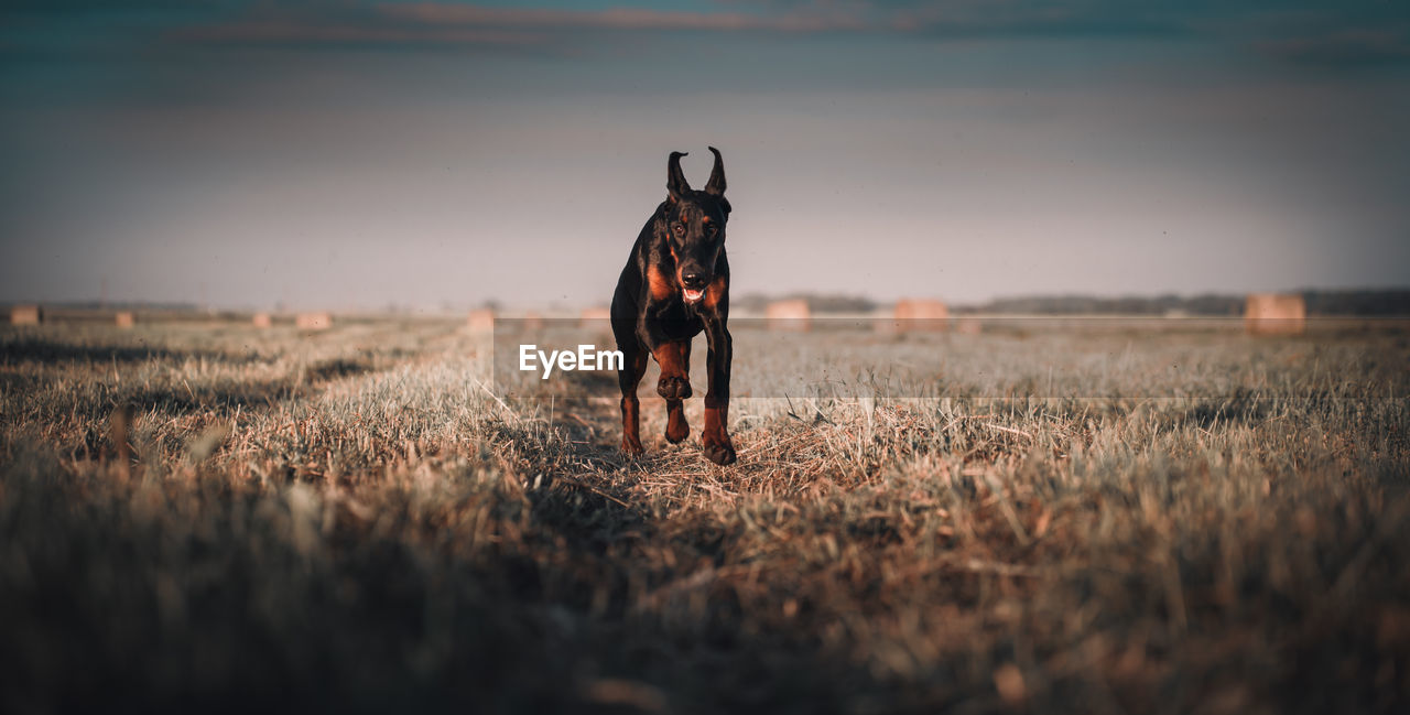 Dog on field