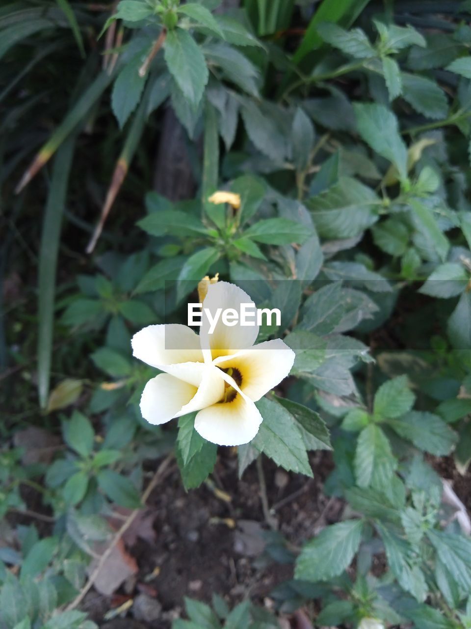 plant, flower, flowering plant, freshness, beauty in nature, leaf, plant part, growth, nature, petal, inflorescence, flower head, close-up, fragility, white, wildflower, green, no people, outdoors, day, high angle view, focus on foreground, yellow, blossom, botany, springtime, frangipani