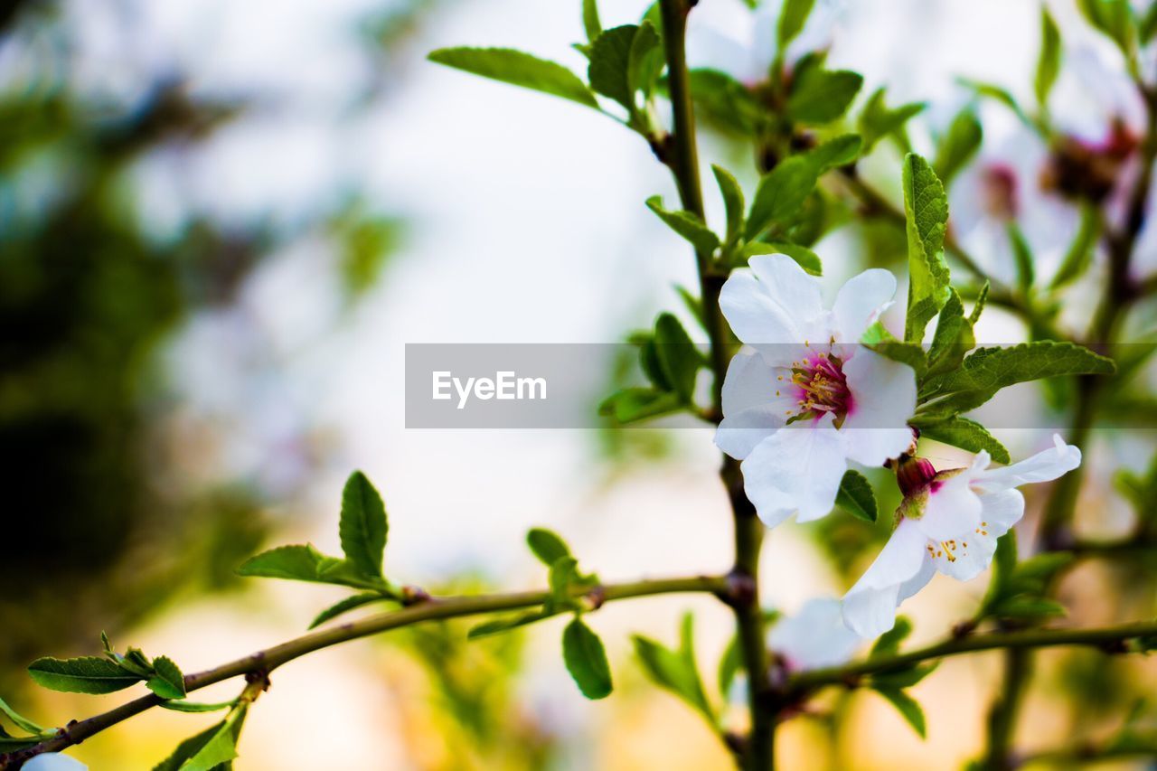 Close-up of white flowers against blurred background