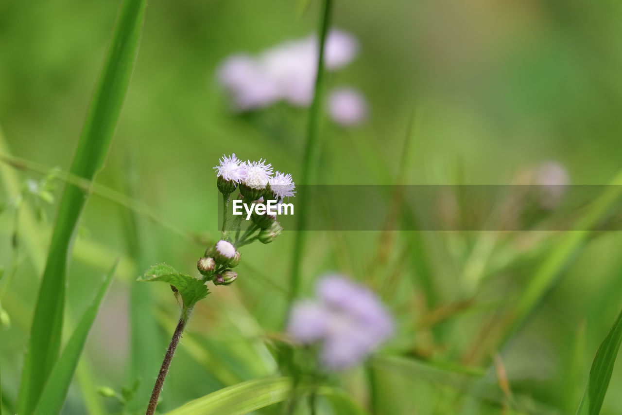 Close-up of flowers in springtime