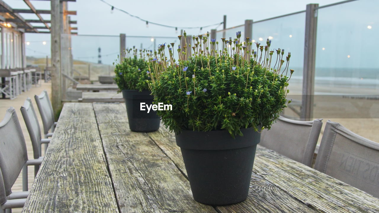 POTTED PLANTS IN BALCONY