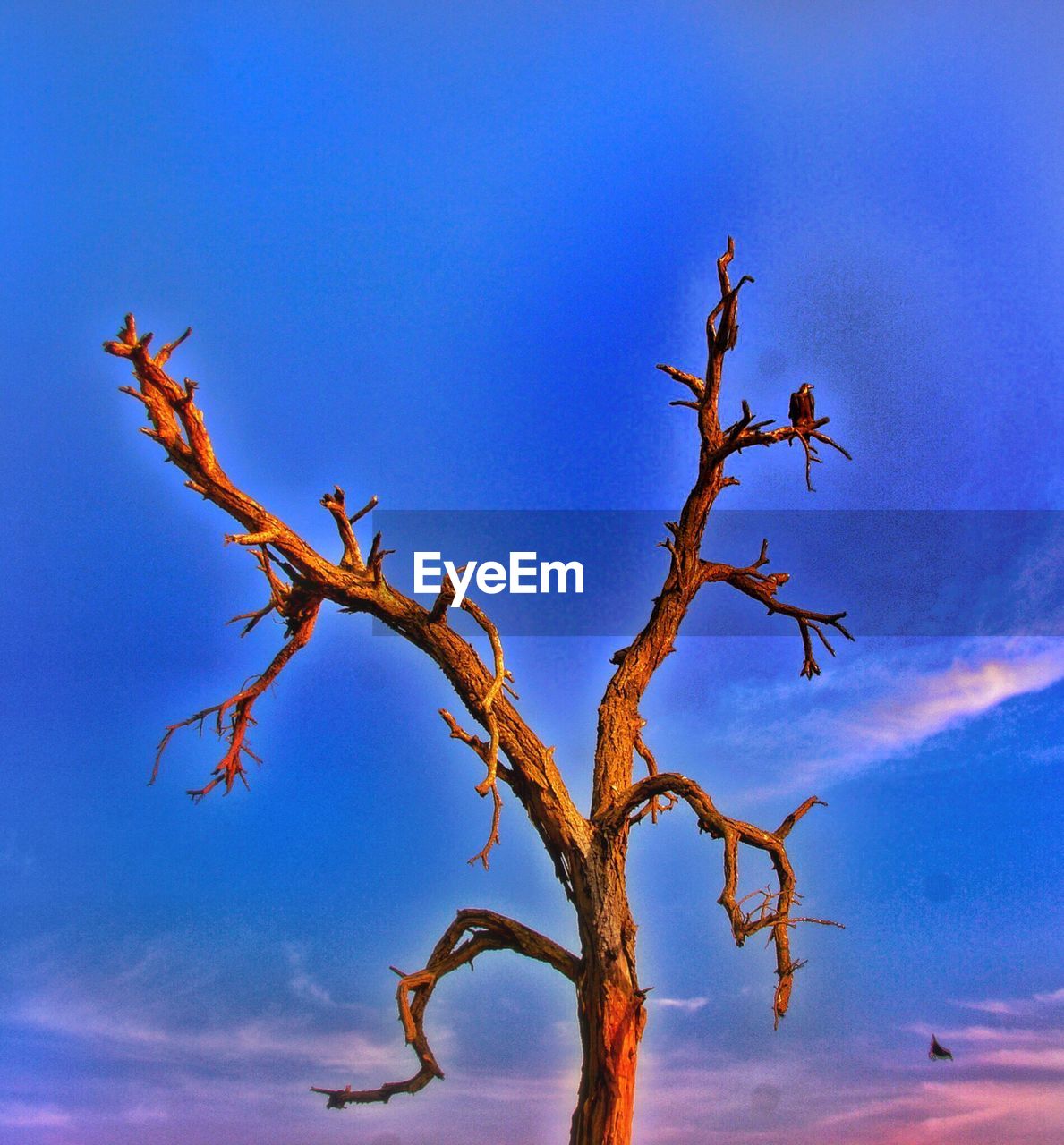 LOW ANGLE VIEW OF BARE TREES AGAINST SKY